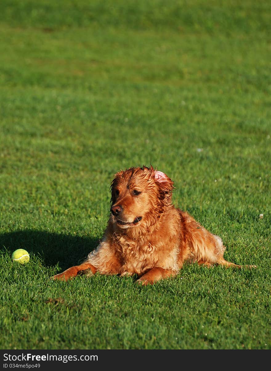 Golden Retriever at Rest