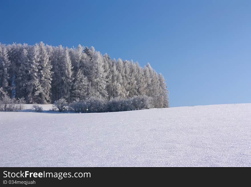 Forest Of Frost