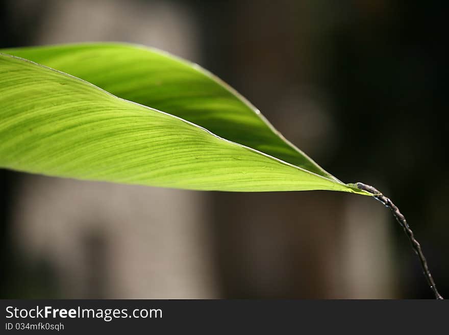 Droplets of water flowing in a green leafdroplets of water flowing in a green leaf. Droplets of water flowing in a green leafdroplets of water flowing in a green leaf