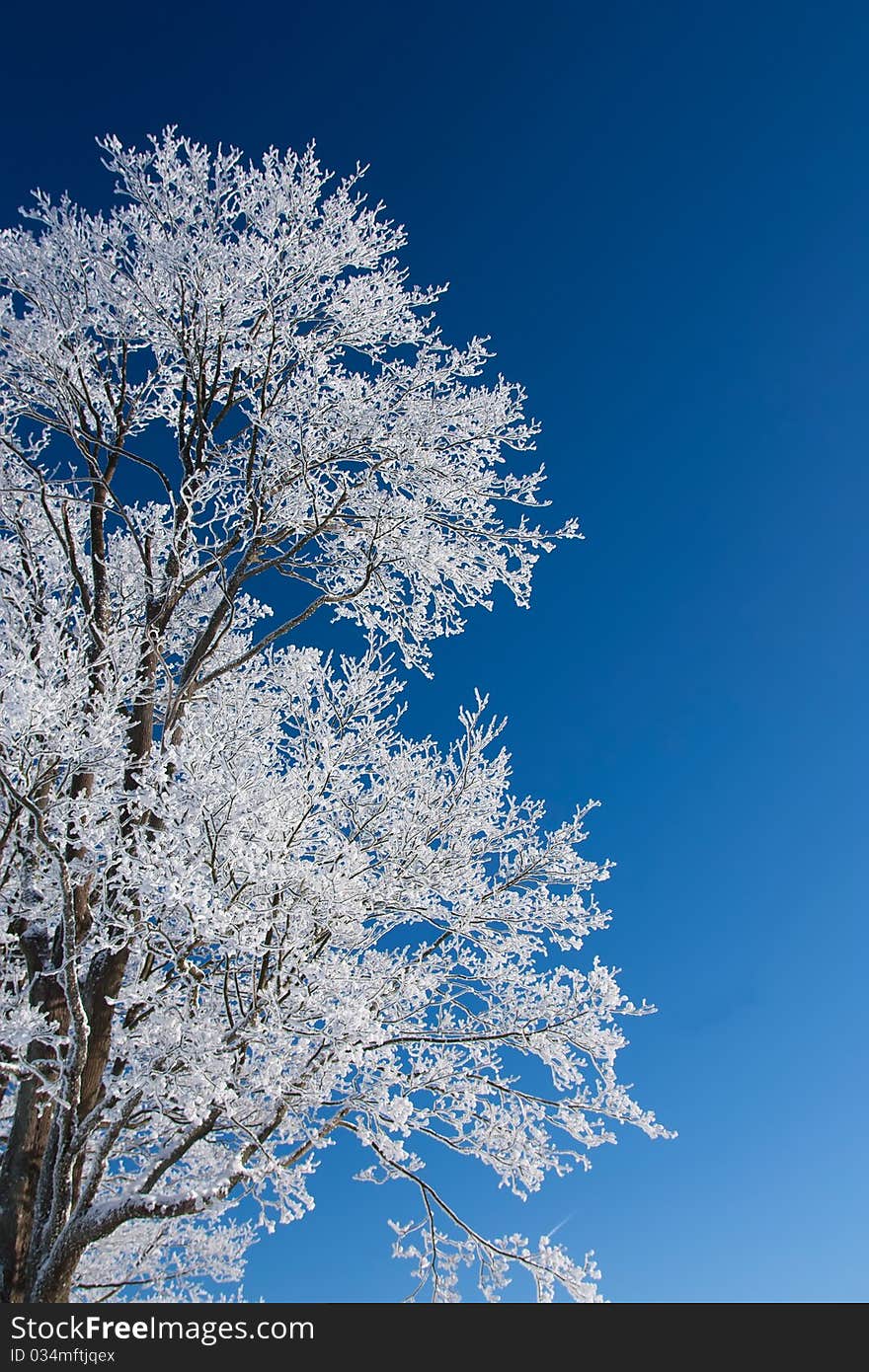 Tree With Frost