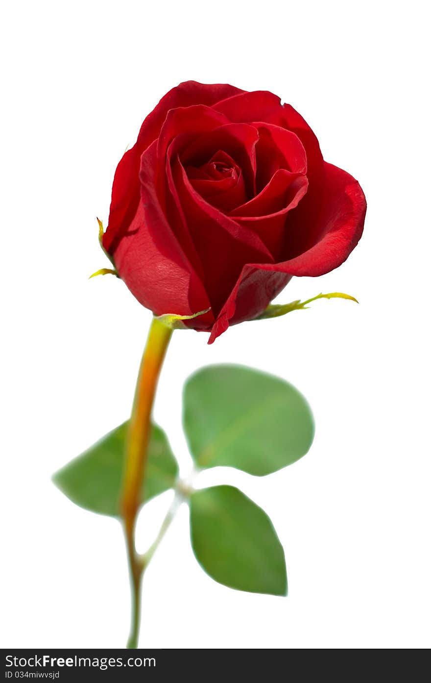 Red rose isolated on white