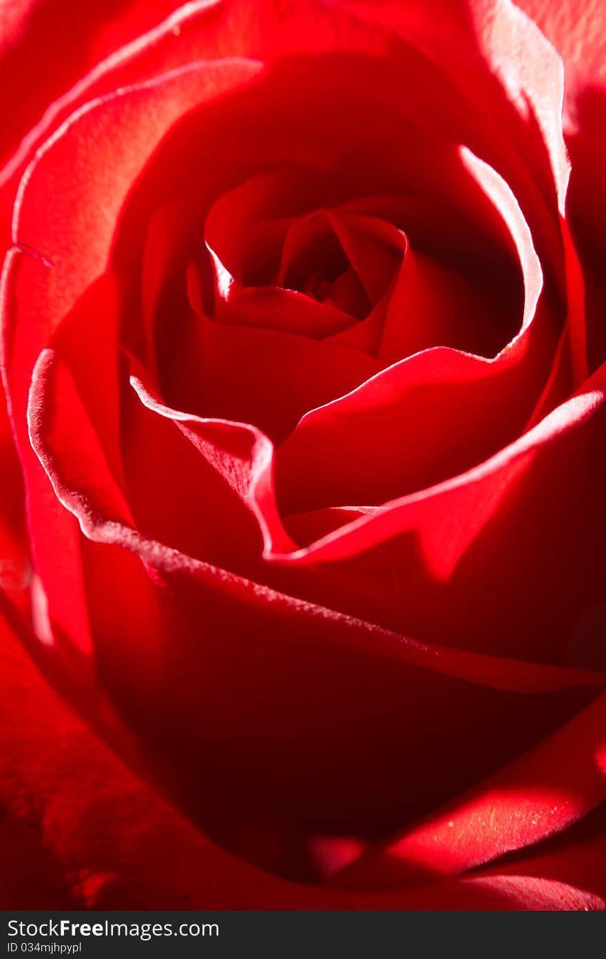 Velvet petals of Fresh Red rose