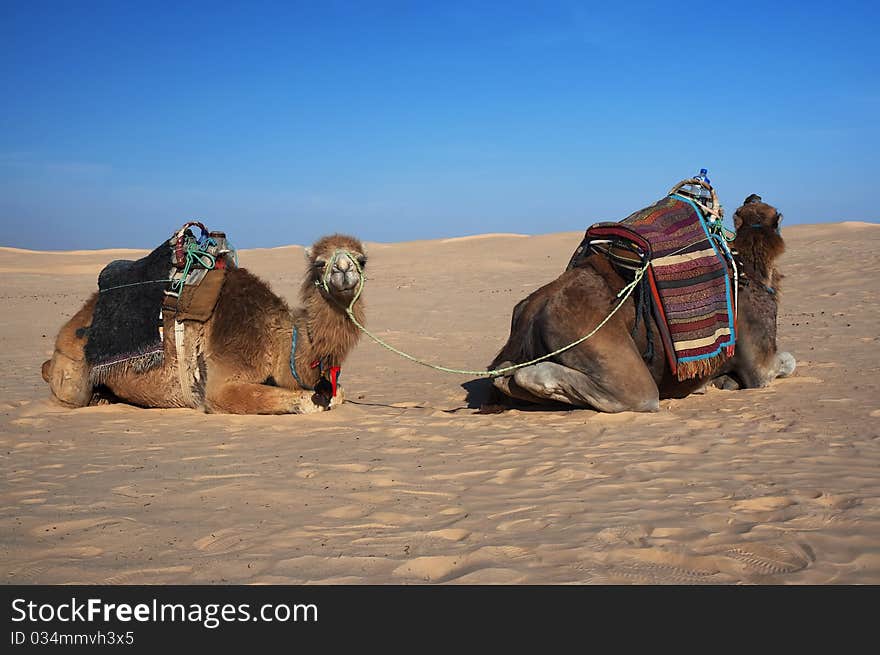 Resting Camels