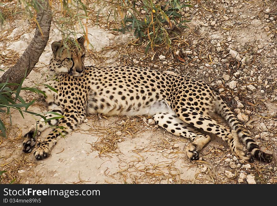 Cheetah resting after the meal