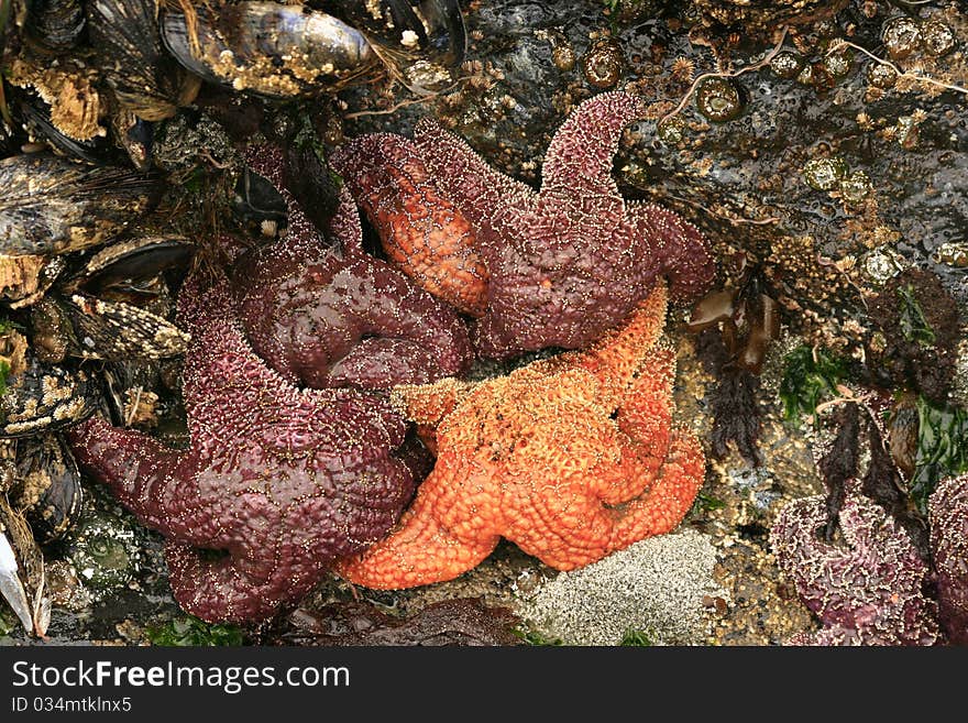 Starfish Cuddling