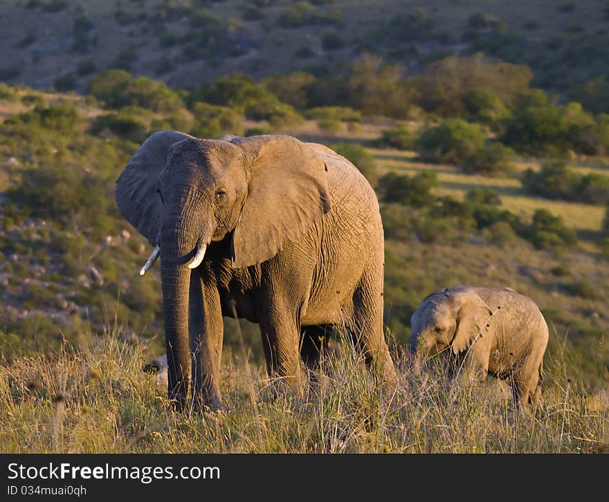 Female elephant with her baby on the open plains. Female elephant with her baby on the open plains.