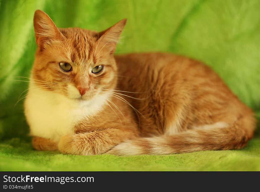 Greeneyed red cat on sofa. Greeneyed red cat on sofa