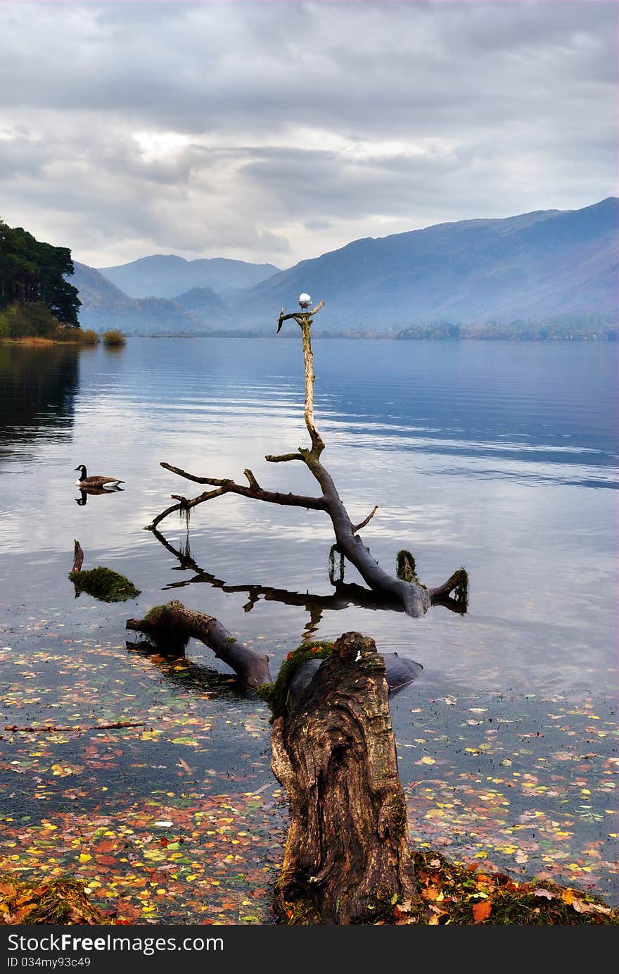 Gull Perched On Branch In A Lake