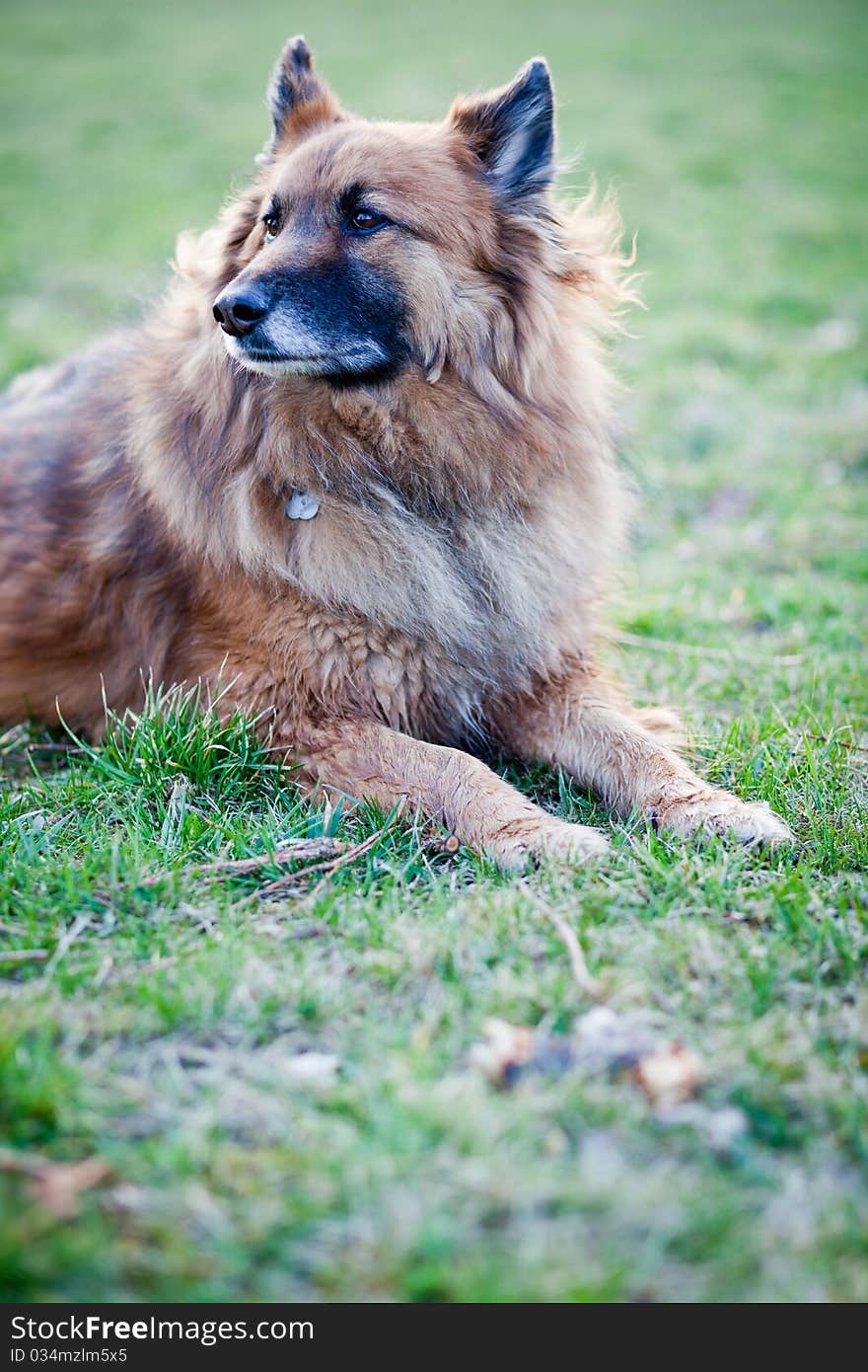 Belgian Shepherd Dog on a green lawn