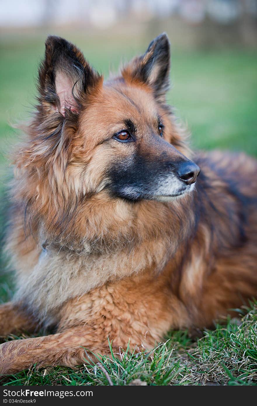 Belgian Shepherd Dog on a green lawn