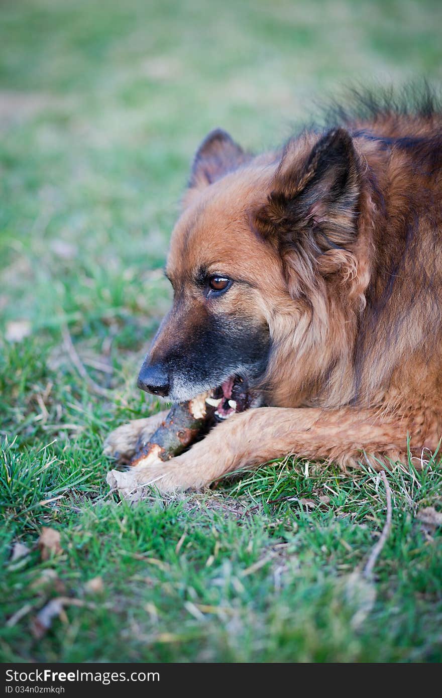 Belgian Shepherd Dog on a green lawn