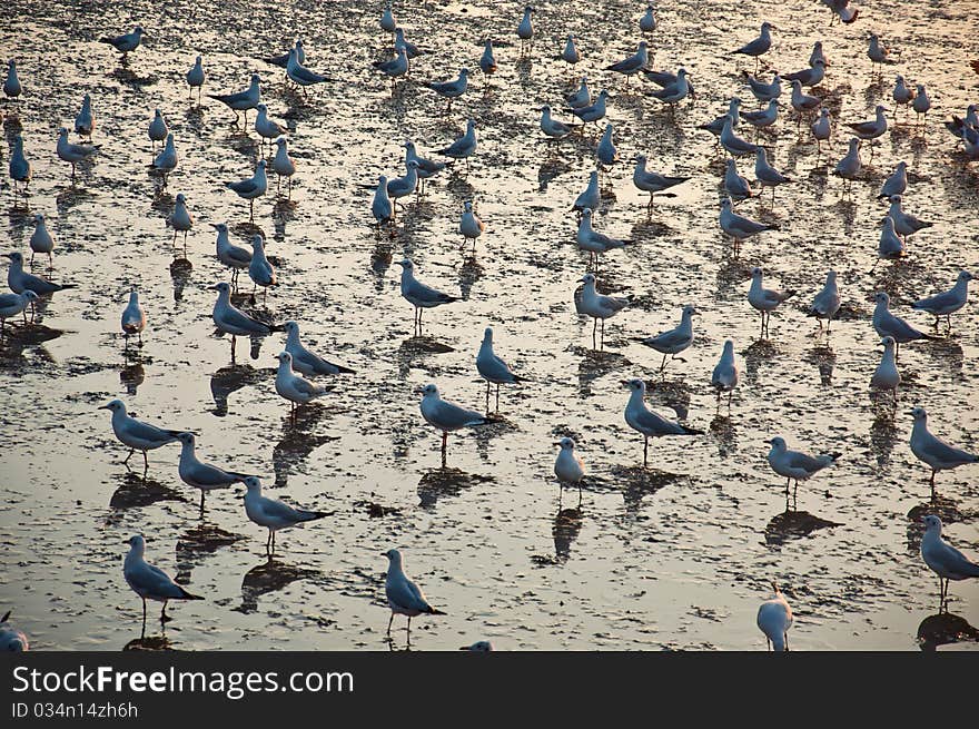 Group of seagull at Bangpu, Thailand.