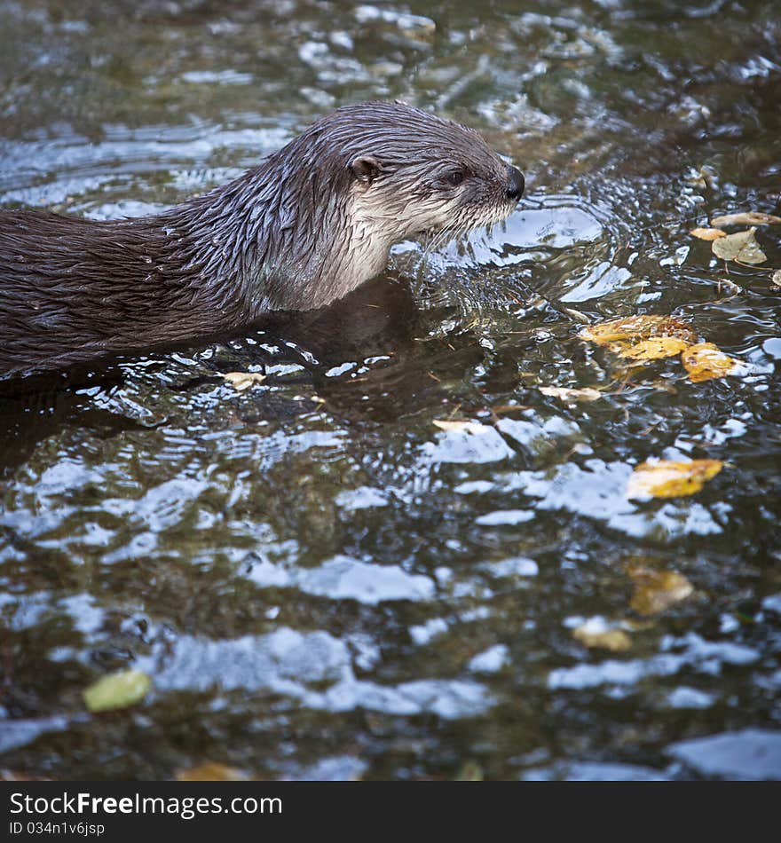 Otter - the cutest european mammal