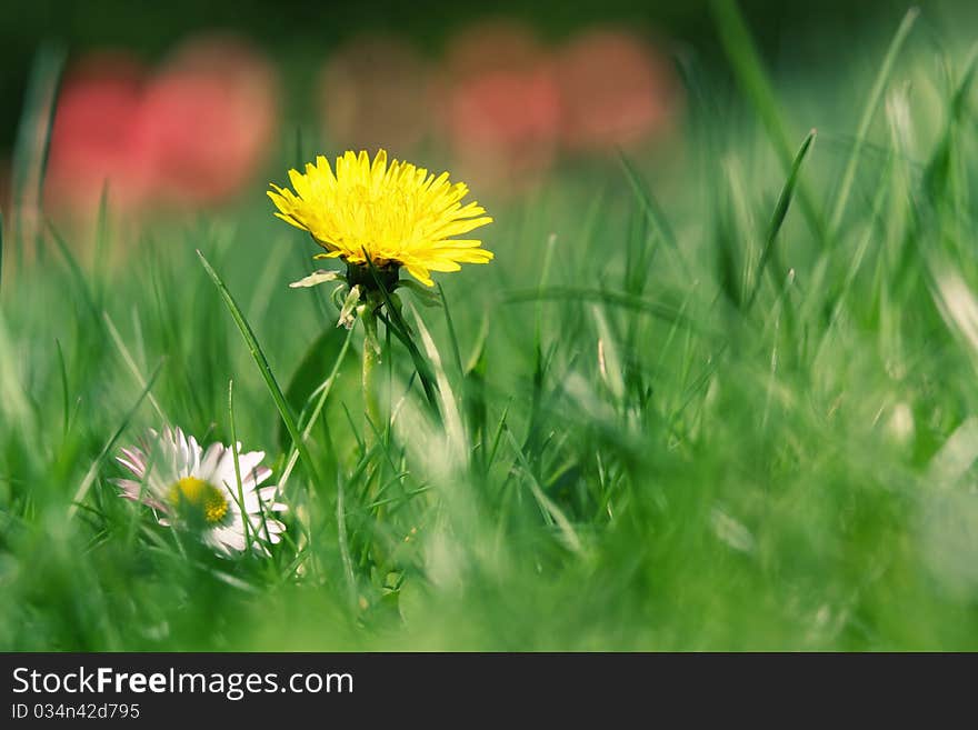 Daisies in a field, macro. Daisies in a field, macro