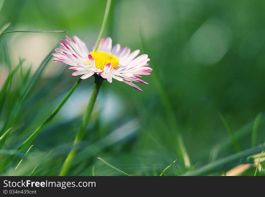 Daisies in a field, macro. Daisies in a field, macro