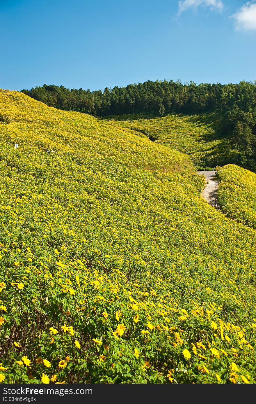 Fields Of Flowers.