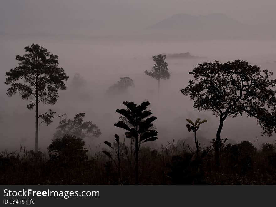 Fog in the morning at Tung Salang Luang National Park, Phitsanulok Province, Thailand