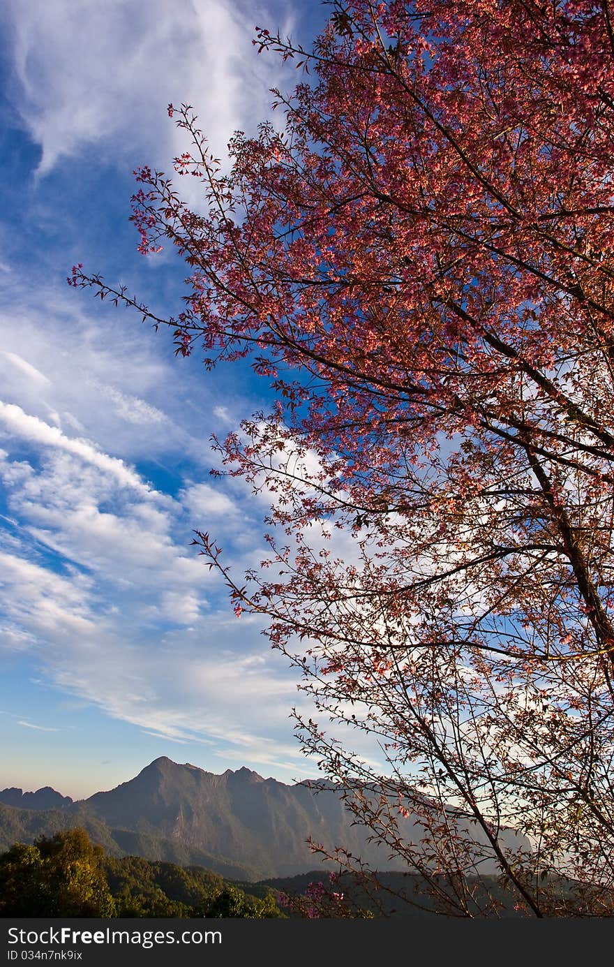 Mae Taman Mount.