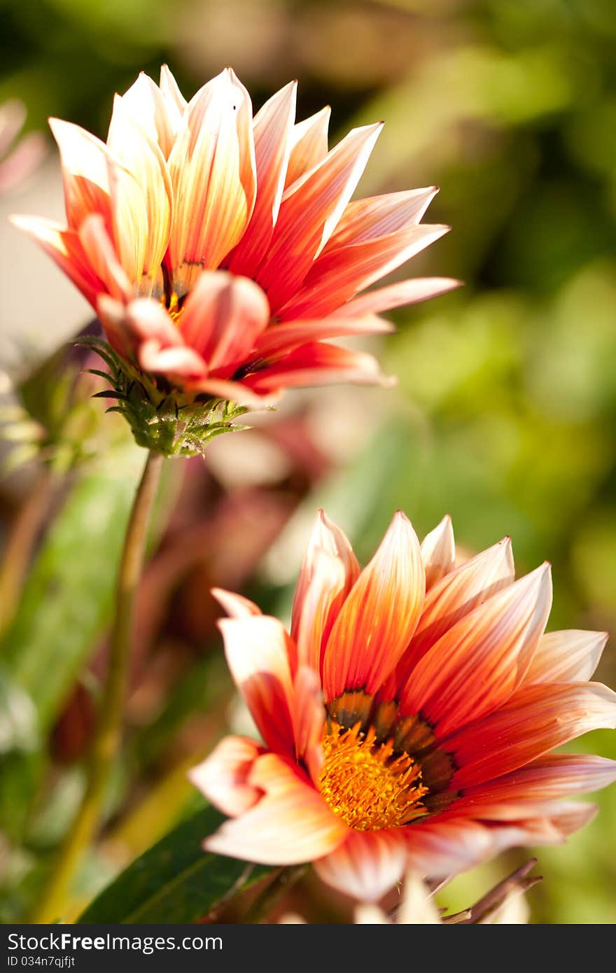 Beautiful red spring flower in garden