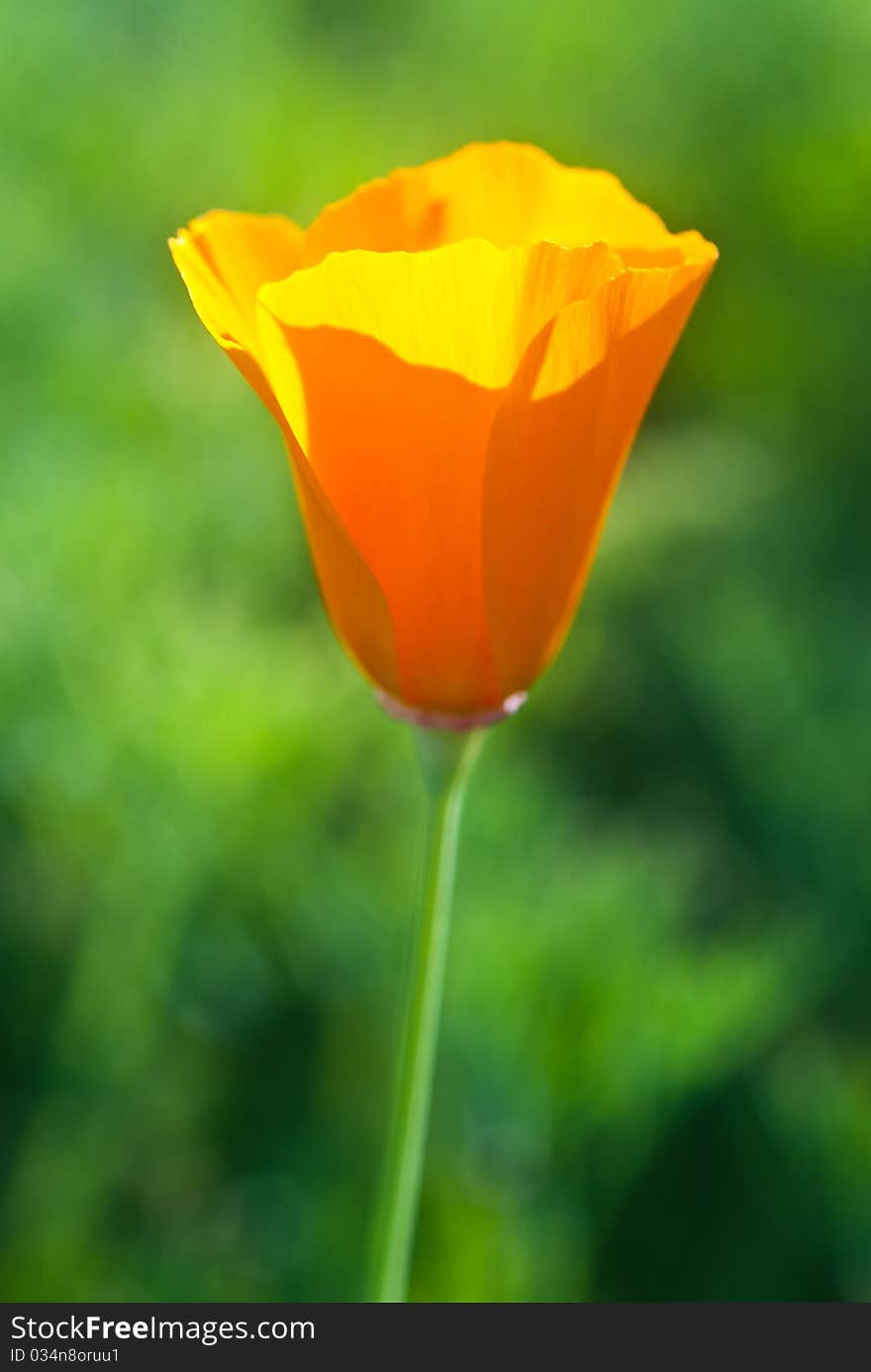 Poppies.