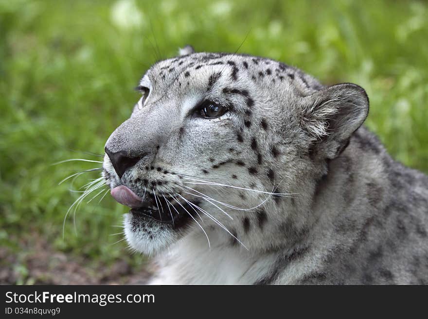 Portrait of a young snow leopard. Portrait of a young snow leopard