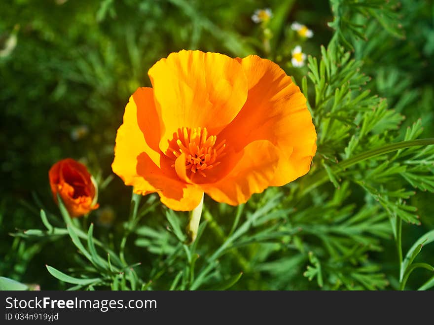 Poppies.