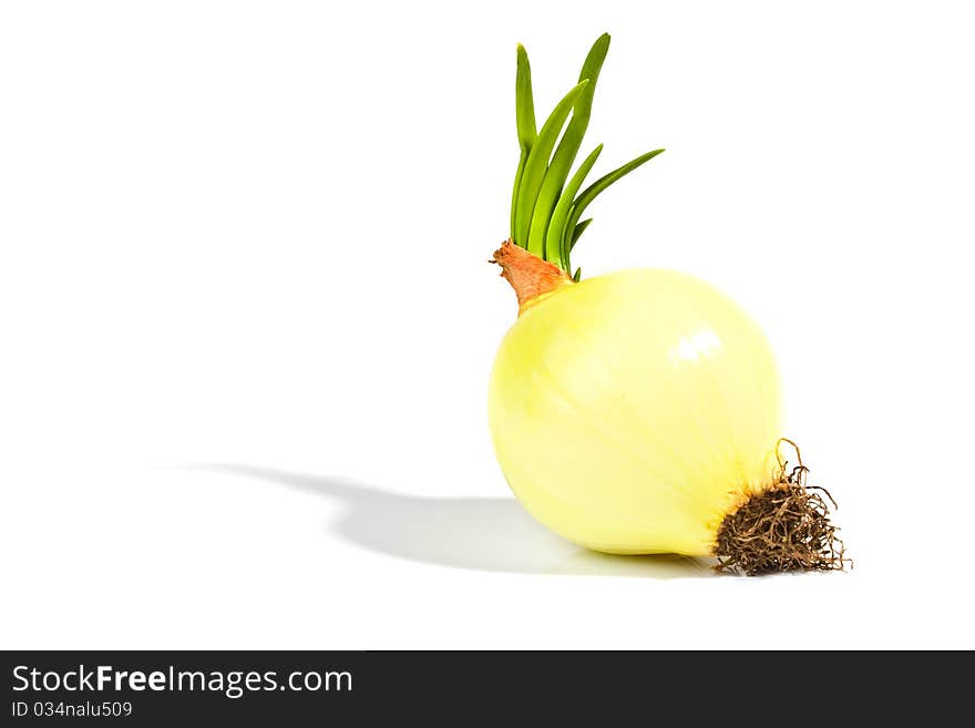 Onion with sprouts isolated on white