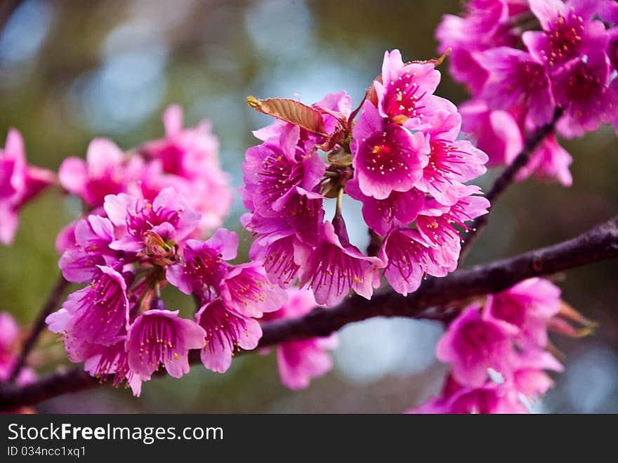 Flowers of Thailand Compared to the cherry blossoms. Flowers of Thailand Compared to the cherry blossoms.