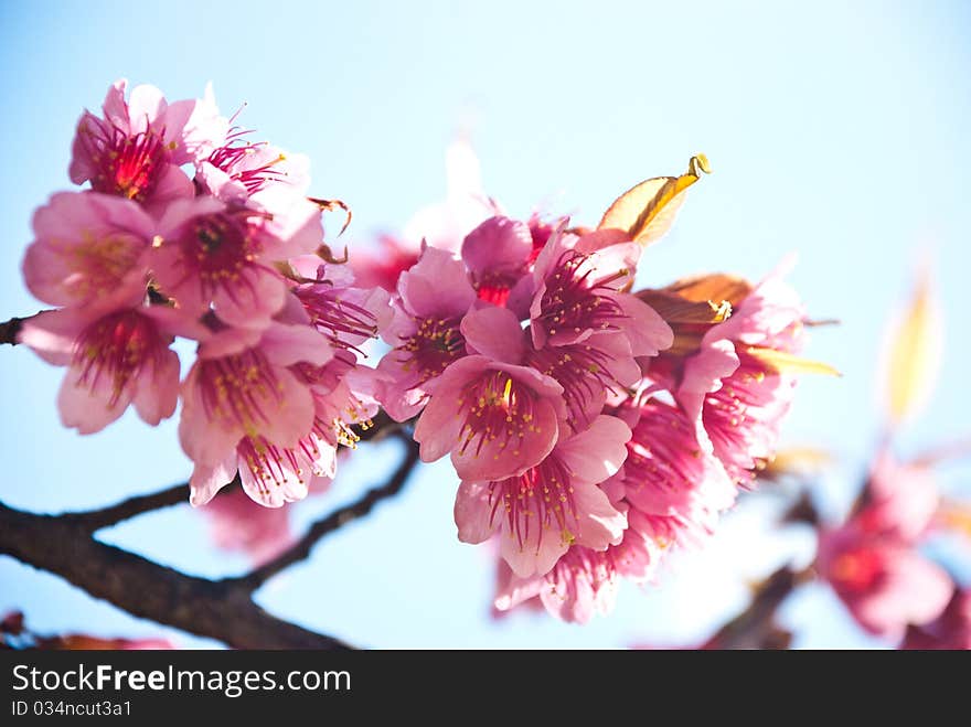 Flowers of Thailand Compared to the cherry blossoms. Flowers of Thailand Compared to the cherry blossoms.