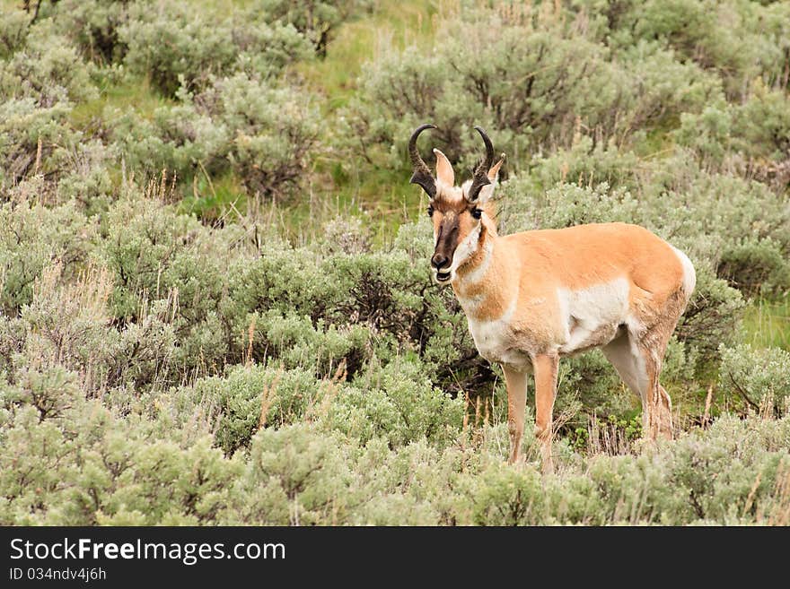 A pronghorn buck standing in a field of sagebrush, Yellowstone National Park. A pronghorn buck standing in a field of sagebrush, Yellowstone National Park.