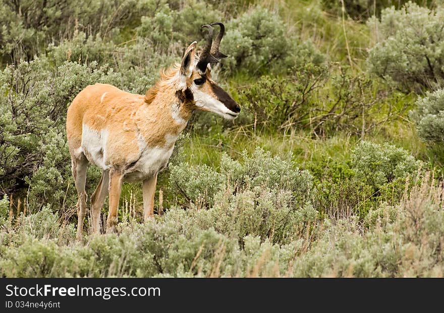 A pronghorn buck standing in a field of sagebrush, Yellowstone National Park. A pronghorn buck standing in a field of sagebrush, Yellowstone National Park.