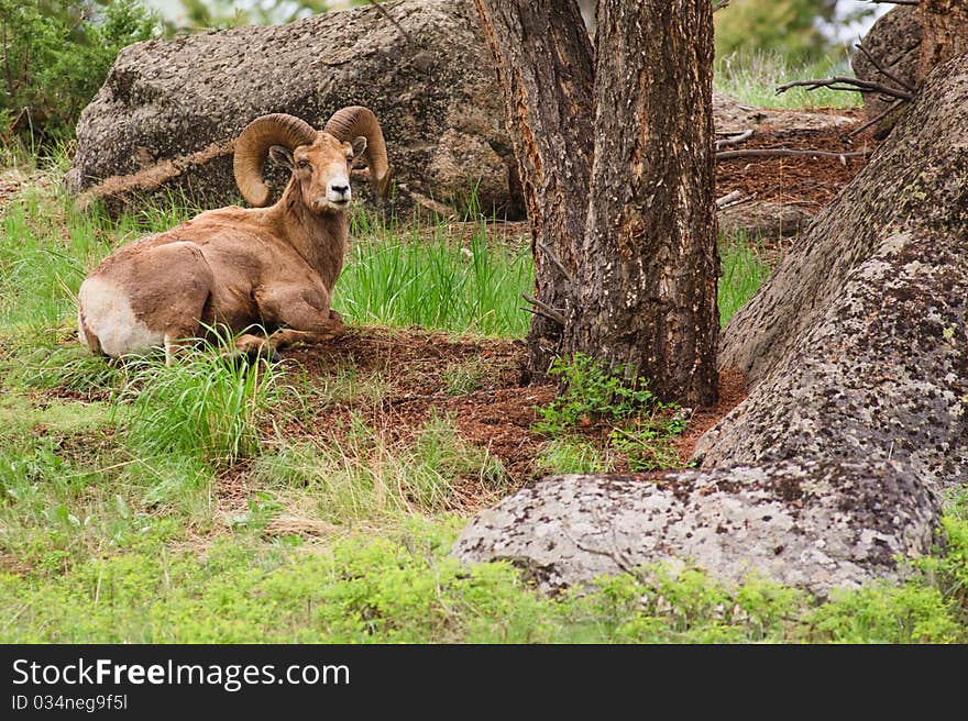 Bighorn sheep ram resting at the base of boulders and trees in summer, Yellowstone National Park. Bighorn sheep ram resting at the base of boulders and trees in summer, Yellowstone National Park.