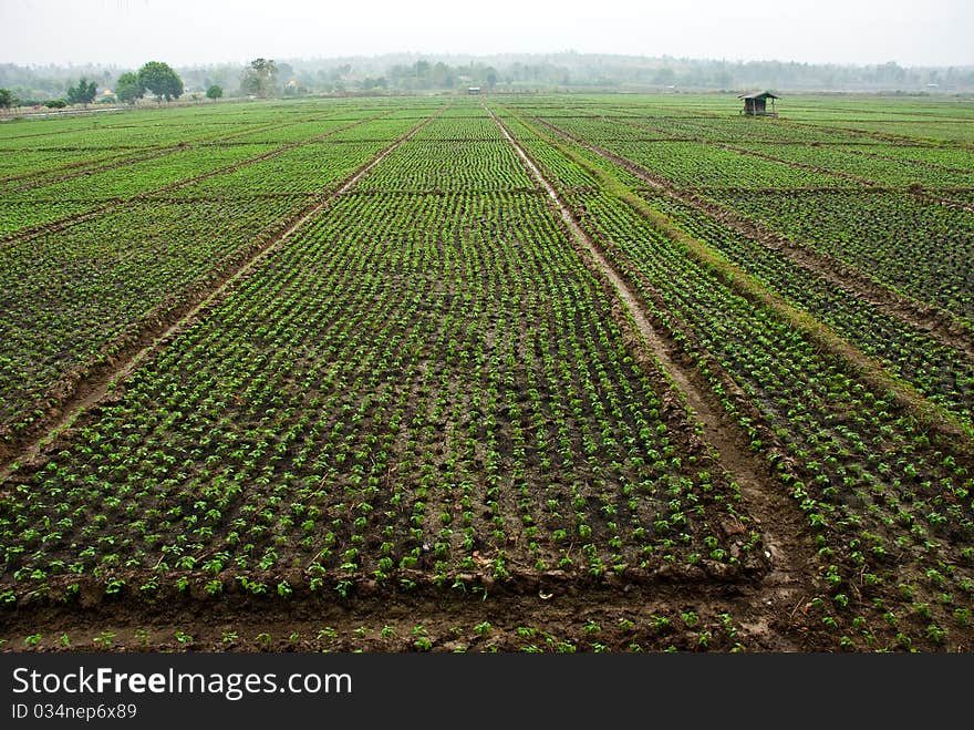 Field beans Maetaeng Chiang Mai, Thailand. Field beans Maetaeng Chiang Mai, Thailand.