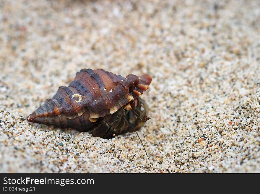 Hermit crab in snail shell on white sand beach in Costa Rica. Hermit crab in snail shell on white sand beach in Costa Rica.