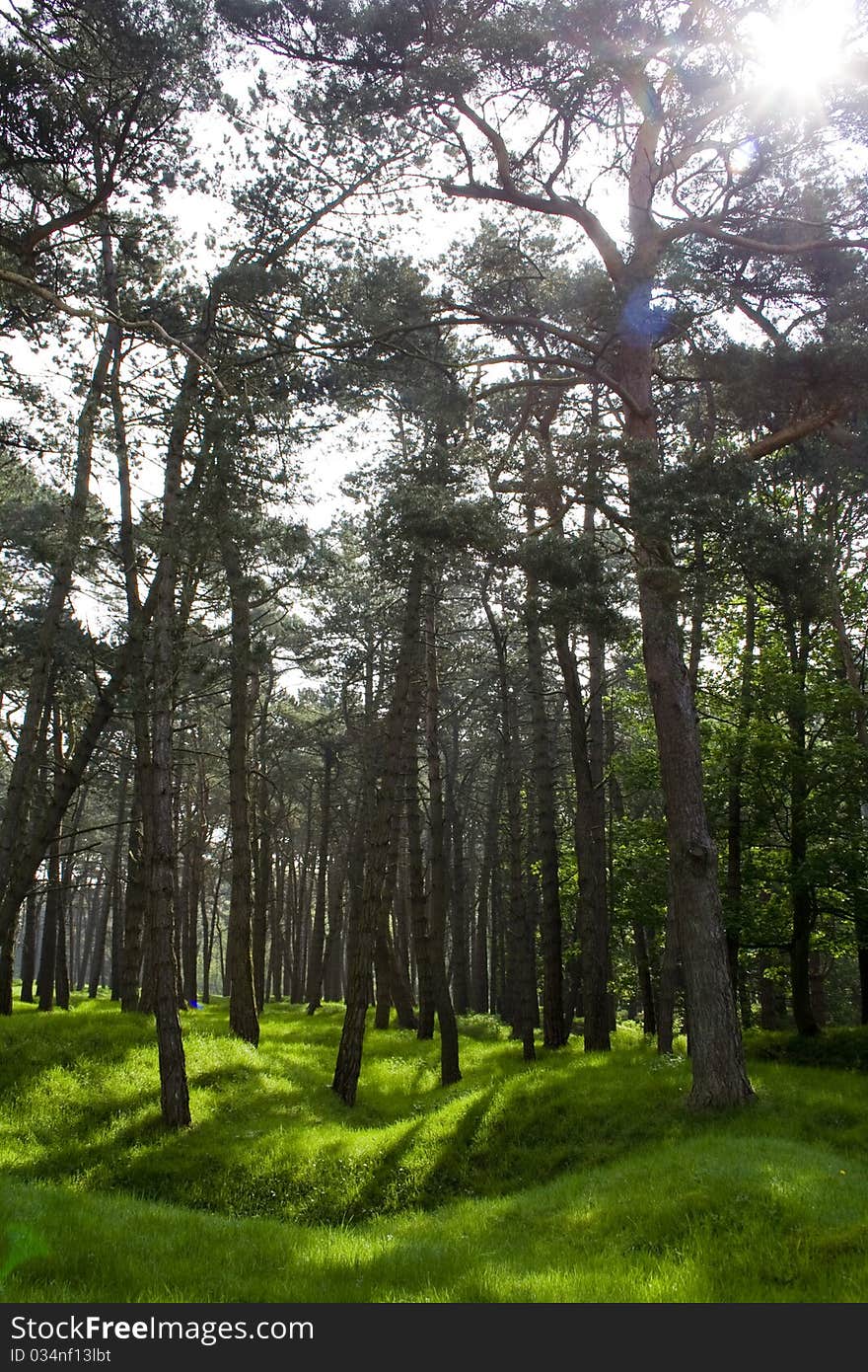 Trenches from the First World War in Europe grassed over and beneath a sunlit wood. Trenches from the First World War in Europe grassed over and beneath a sunlit wood