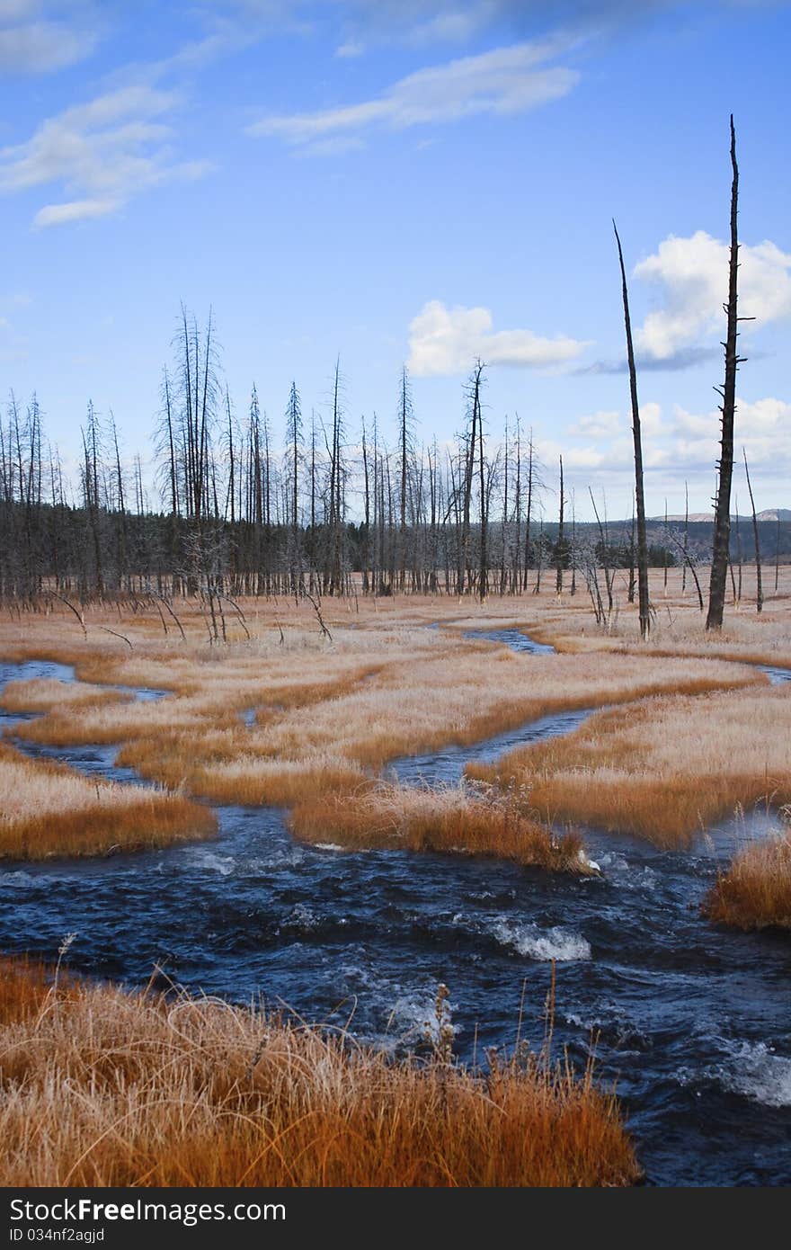 Dead trees stand near a dark blue steam and orange grass in fall. Dead trees stand near a dark blue steam and orange grass in fall.