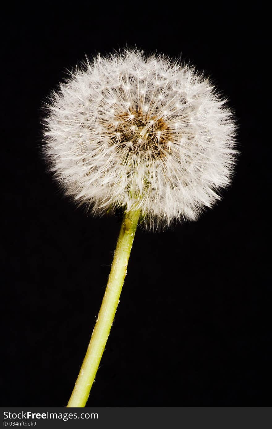 Fully formed dandelion seed head. Fully formed dandelion seed head