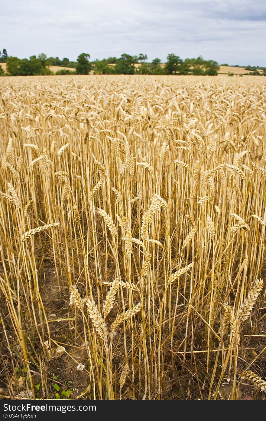 Field of wheat ready for harvesting. Field of wheat ready for harvesting