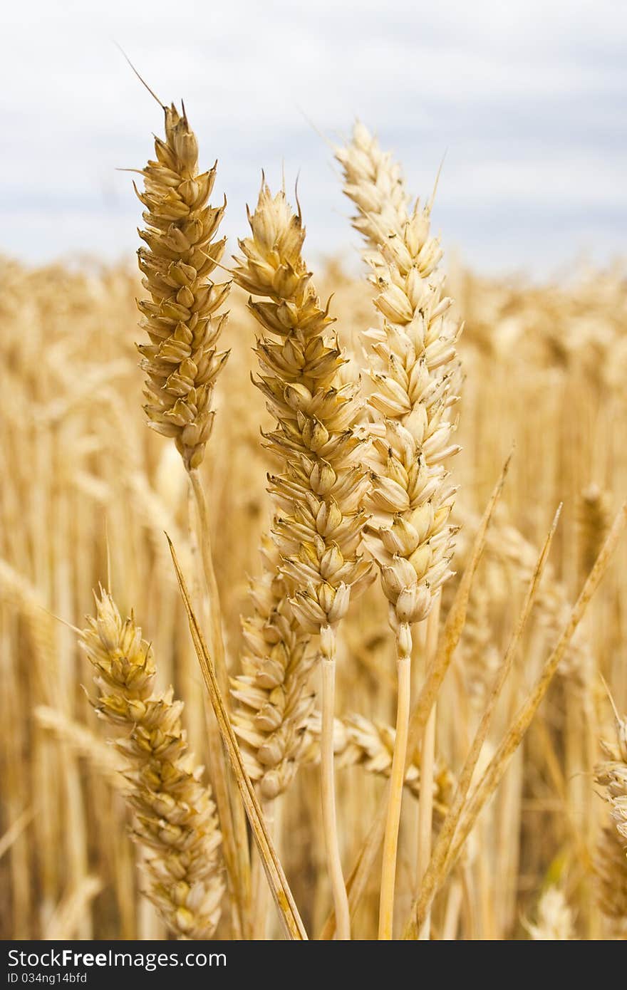 Field of wheat with close up in foreground. Field of wheat with close up in foreground