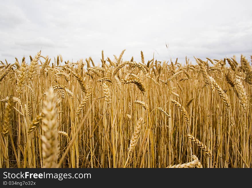 Field of wheat ready for harvest. Field of wheat ready for harvest