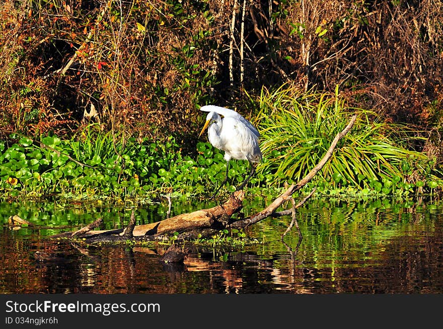 Great Egret