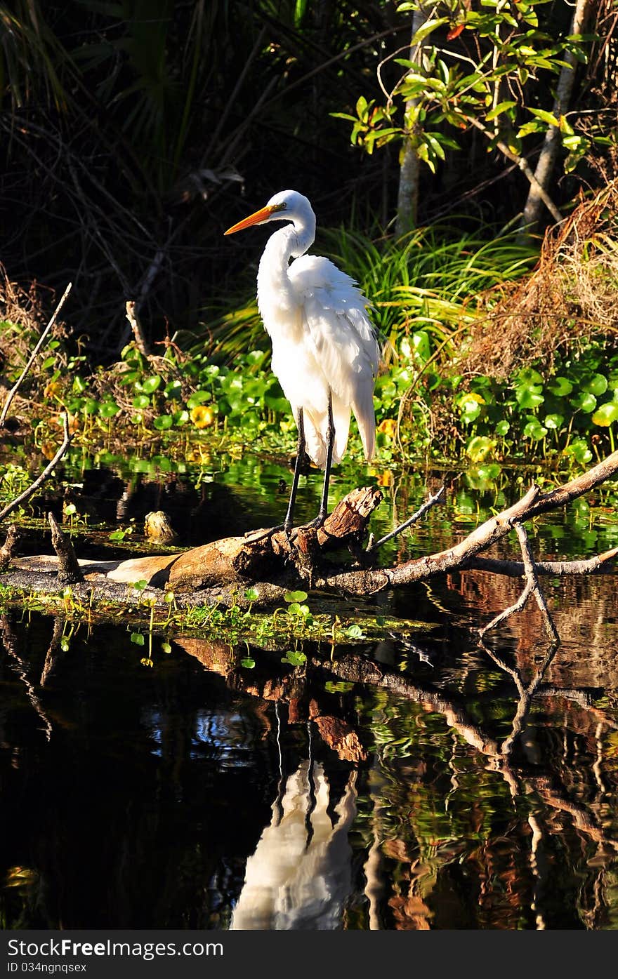 Great Egret