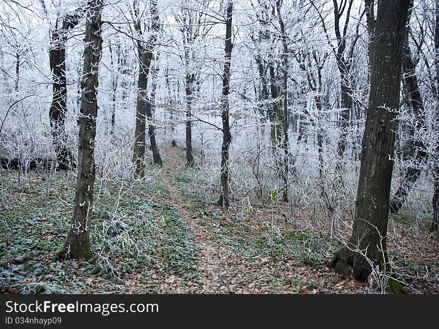 Forest path going deep in forest. Forest path going deep in forest.