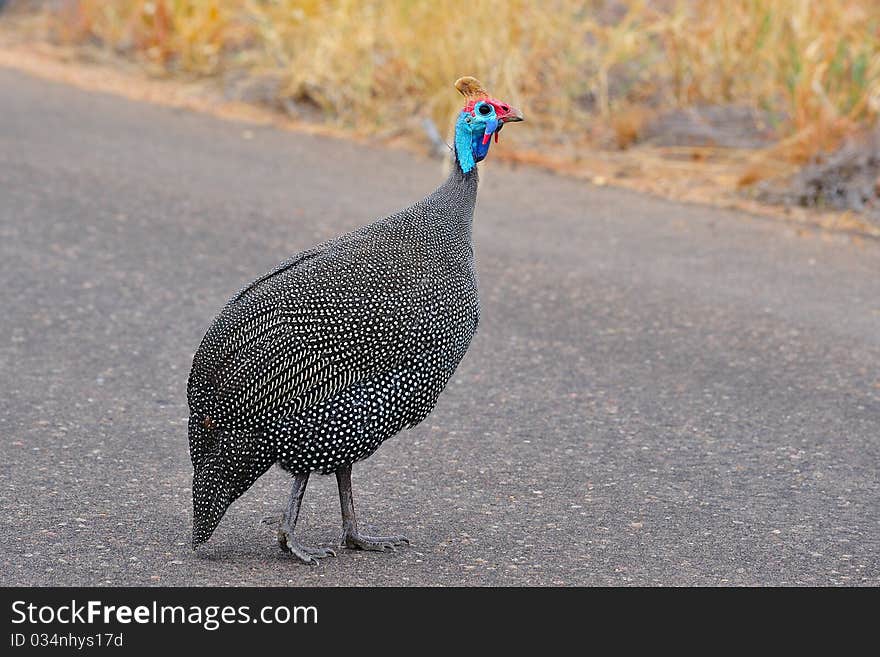 Helmeted Guineafowl (Numida meleagris)