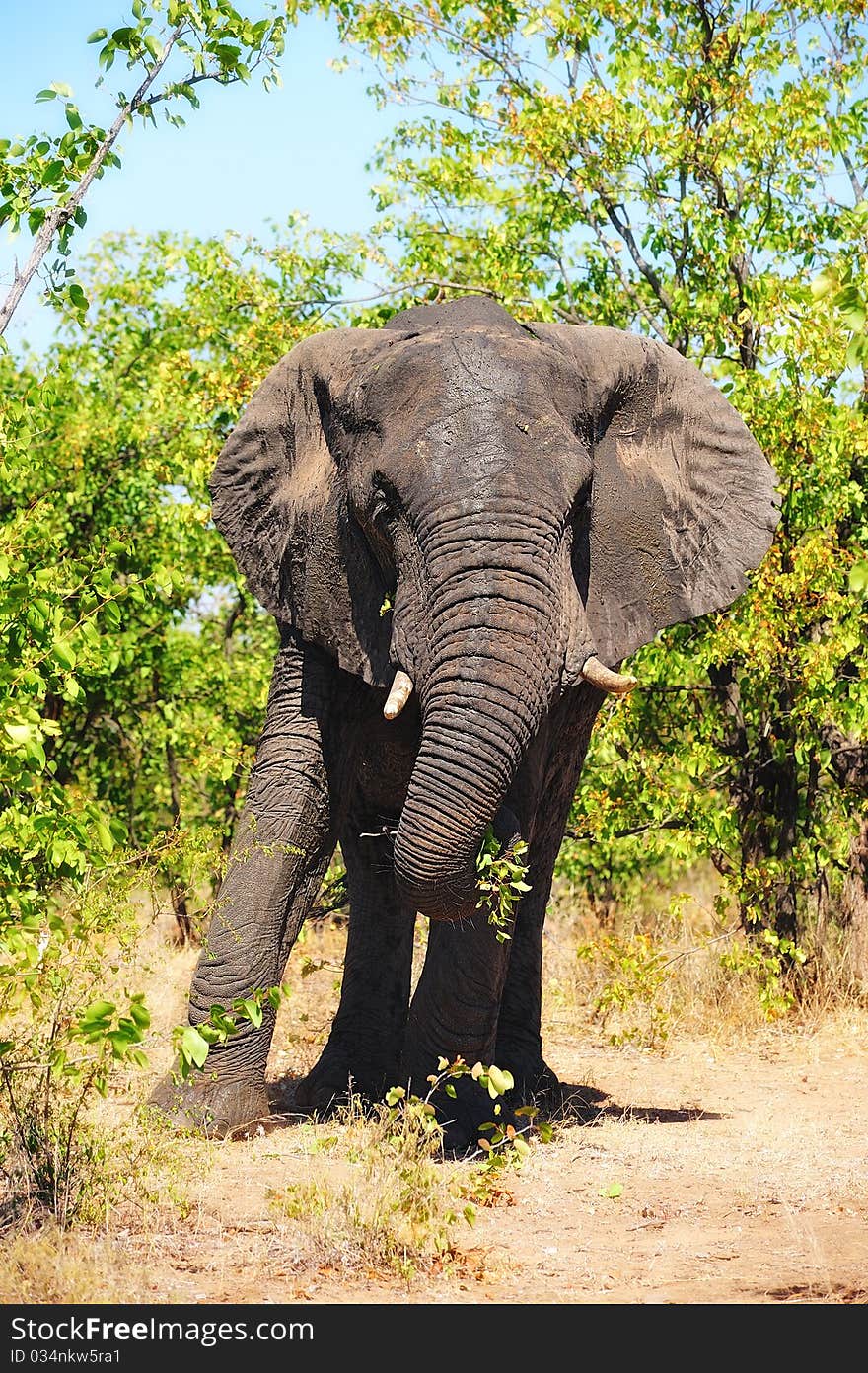 African Elephant (Loxodonta africana) in the African bush (South Africa).