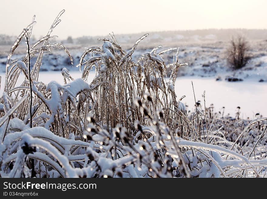 Frozen nature. Plants in ice and snow. Winter morning scene.