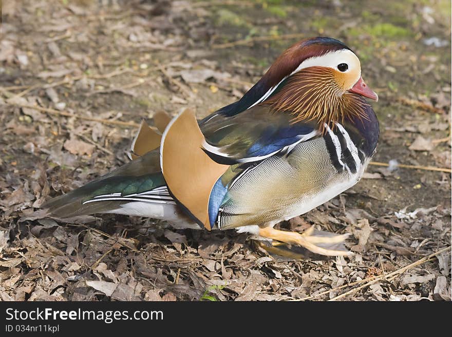 Mandarin Duck