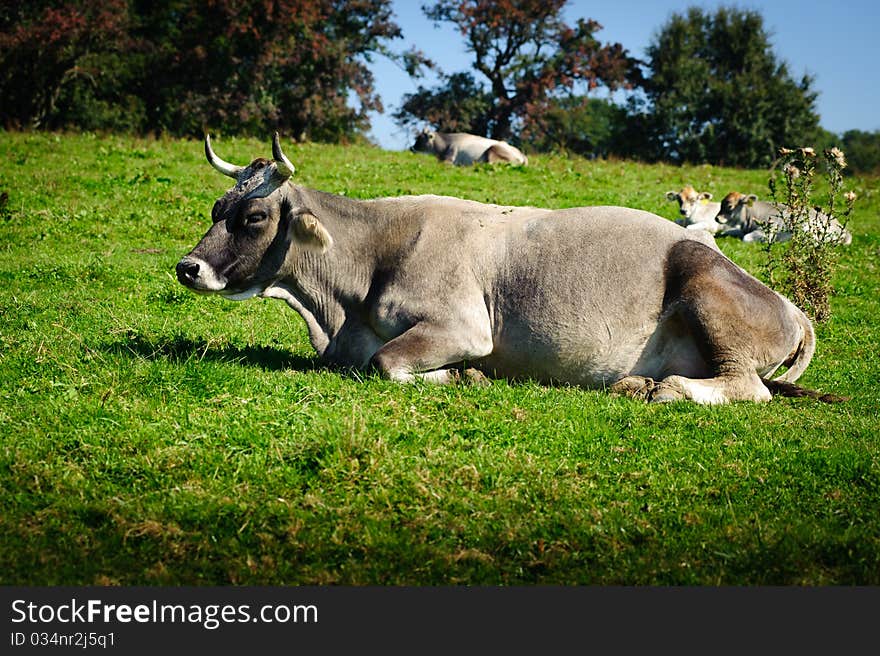 Swiss Cattle Resting