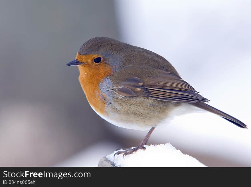 Robin Perched On A Snow Covered Bench