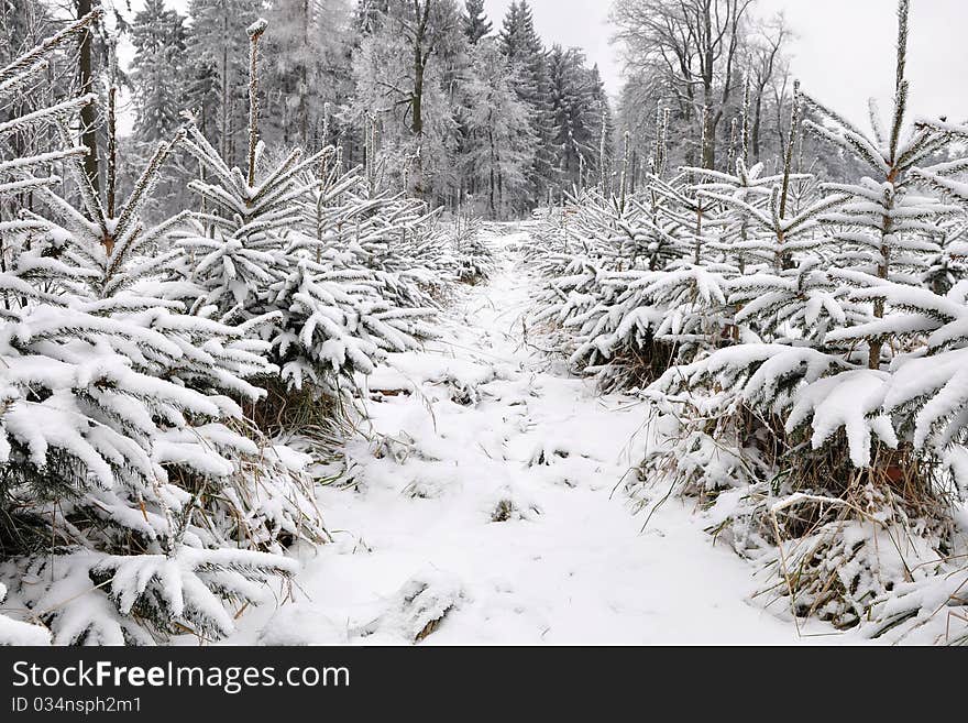 Winter In Forest